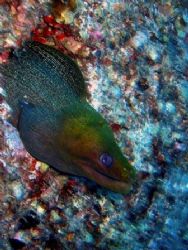 beautiful goldhead moray by Gabriel Guerra 